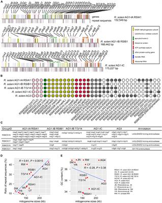 Comparative Mitogenomic Analysis and the Evolution of Rhizoctonia solani Anastomosis Groups